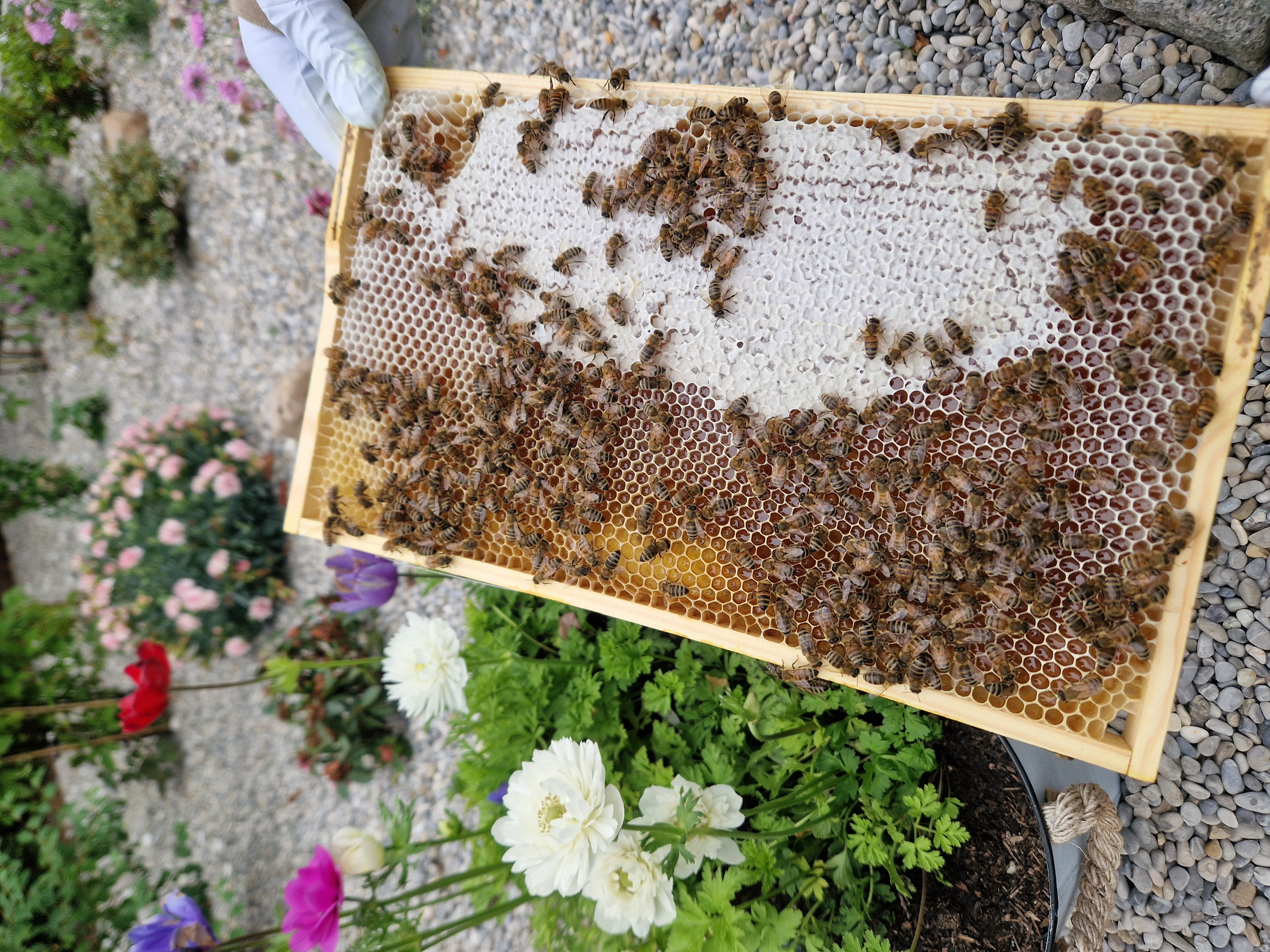 Honigwaben – Wie sie entstehen und warum sie so besonders sind