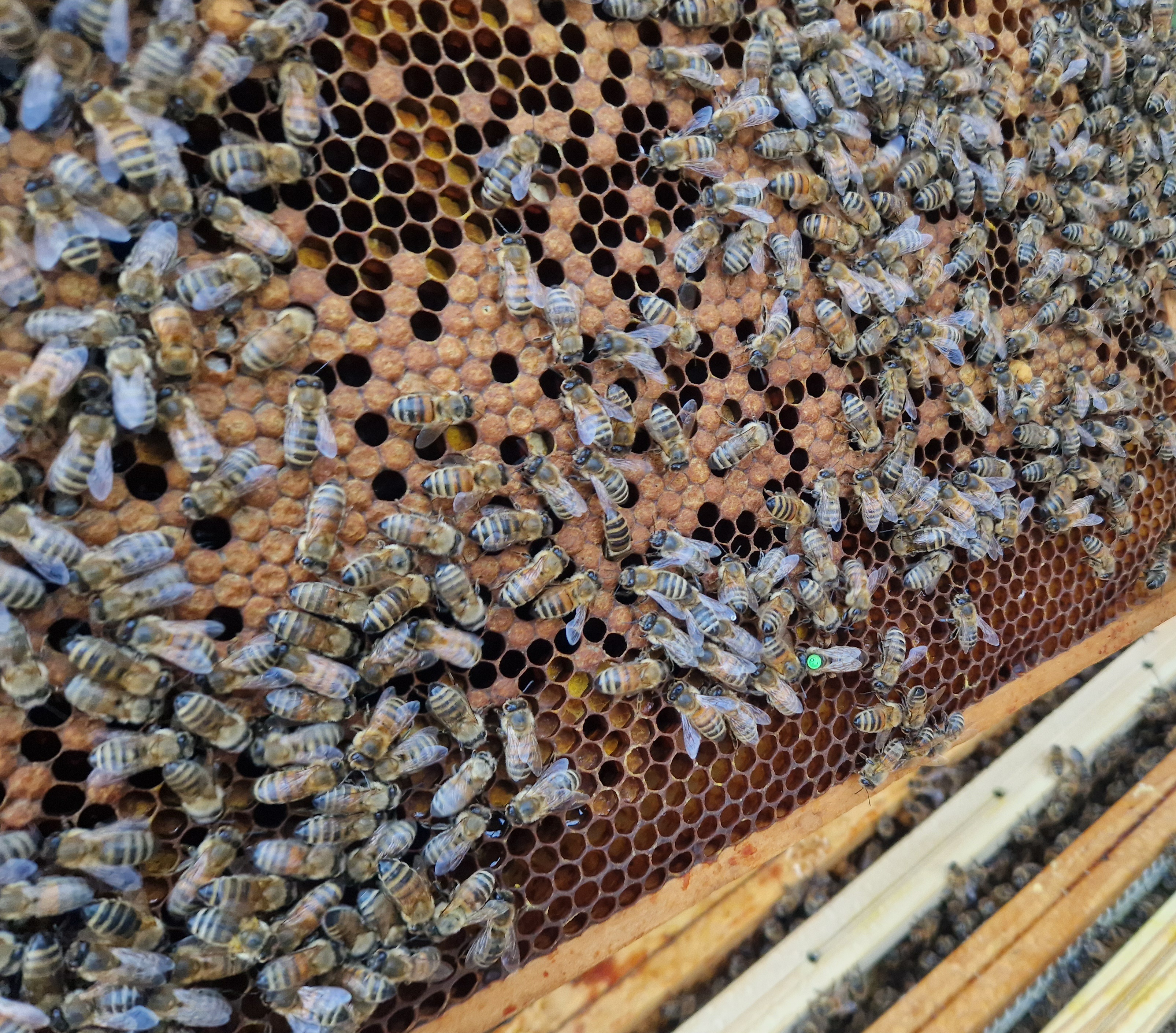 Unsere Region – Was unsere Bienen sammelng