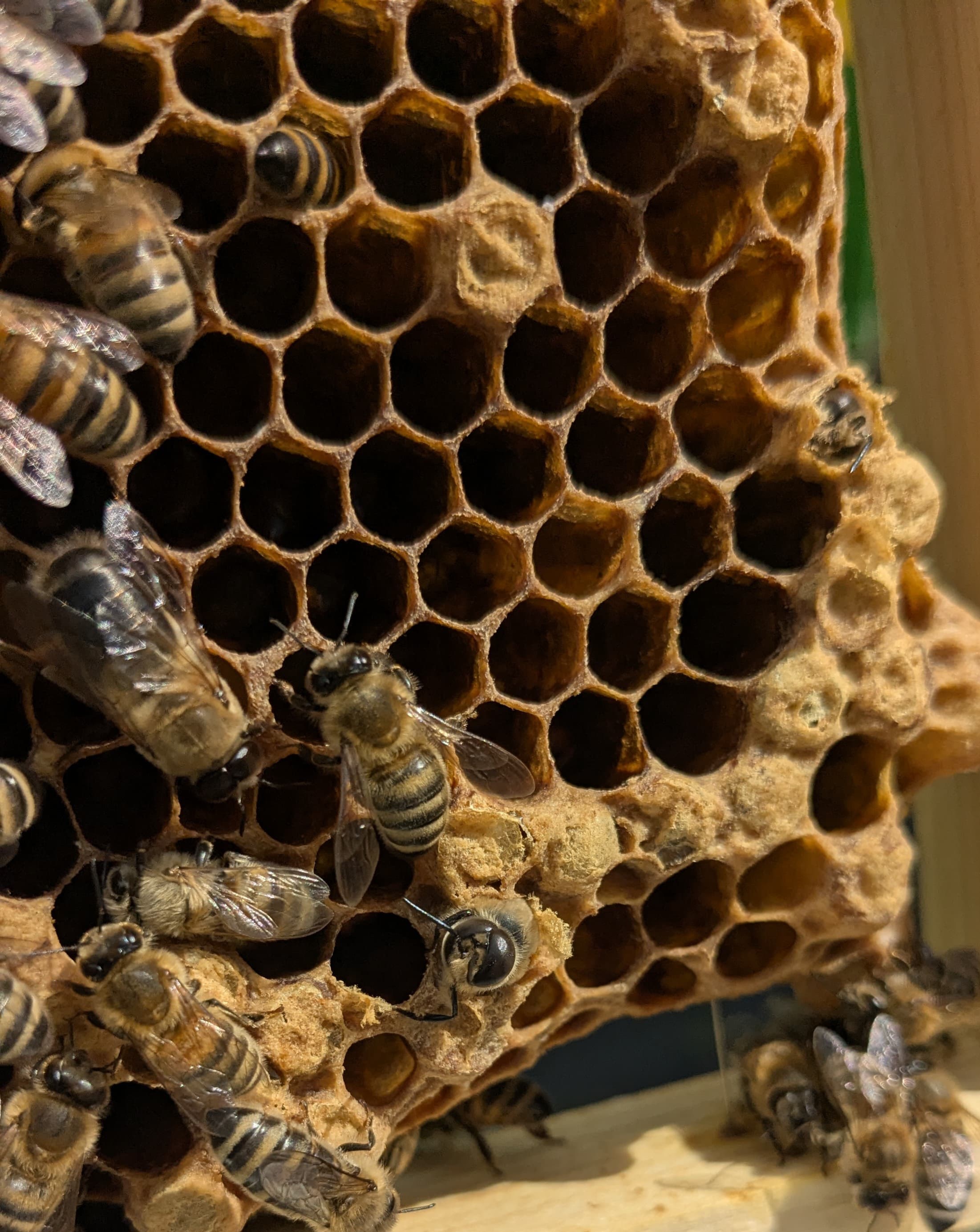 Die Honigernte – Ein Blick in das Bienenjahr