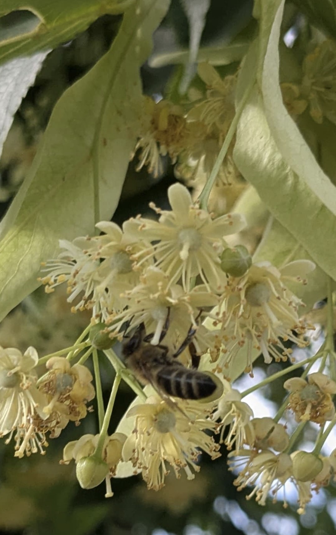 Mit Liebe geerntet – unsere Honigpreise